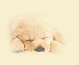 dreams2-sleeping.jpg image by TERESA53_2008