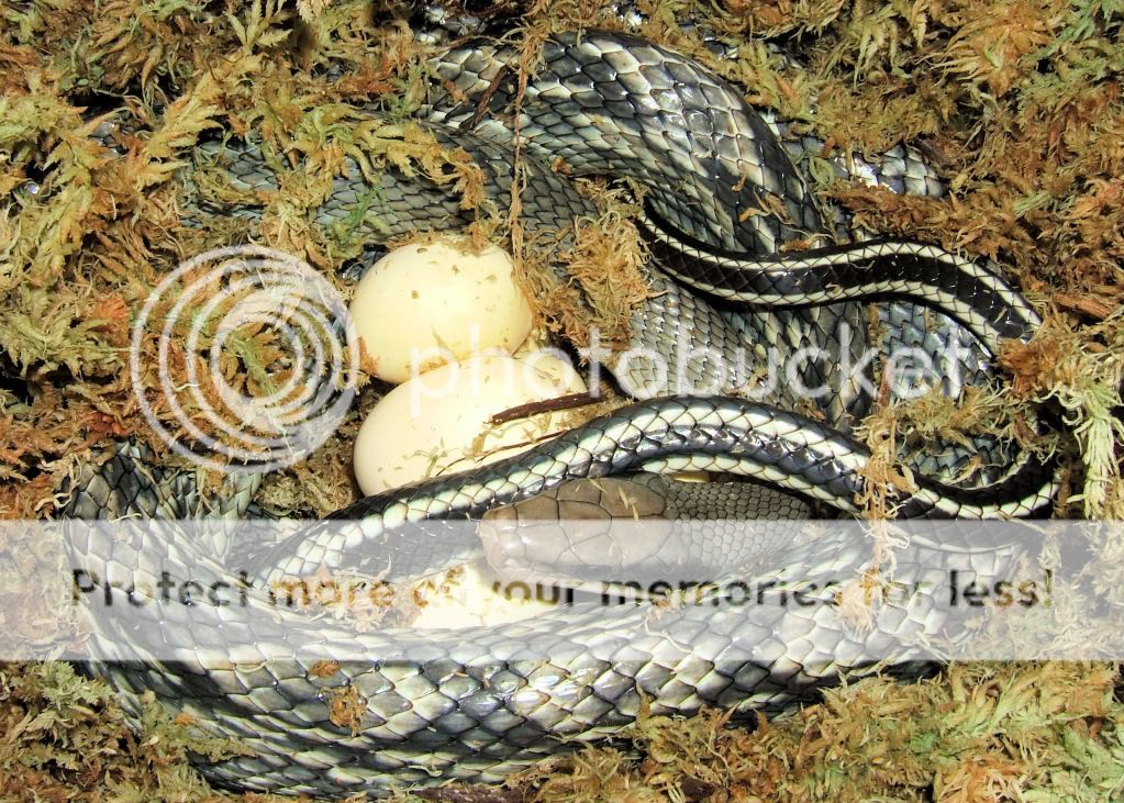 Vietnamese Blue Beauty snakes Reptile Forums