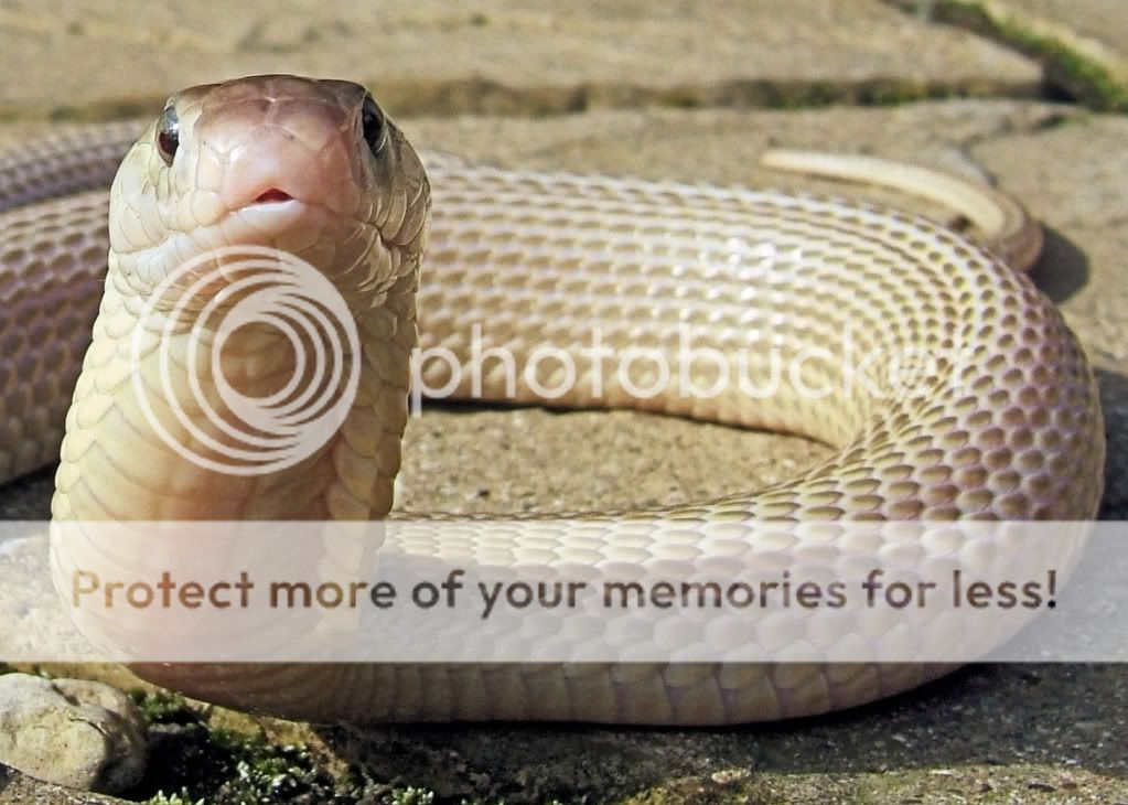 Naja kaouthia suphanensis Reptile Forums