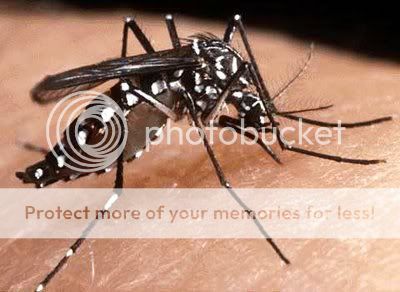 Mosquito da Dengue Mosquito da Dengue
