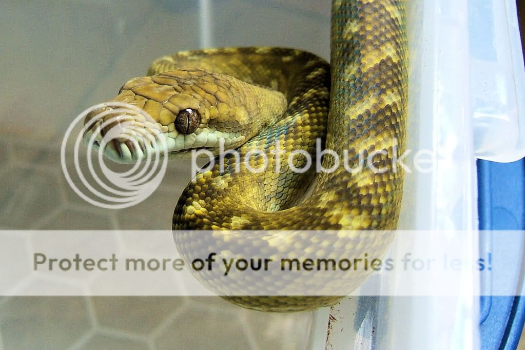Moluccan Python | Reptile Forums