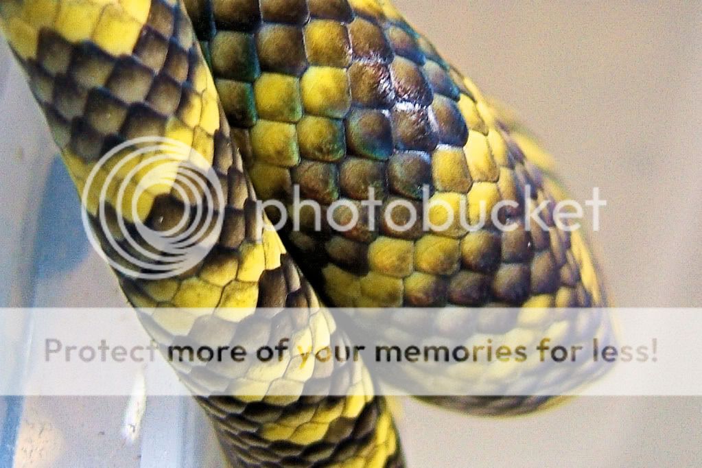 Moluccan Python | Reptile Forums