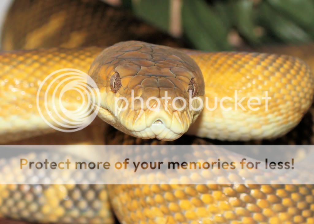 Eastern Moluccan Python - Reptile Forums