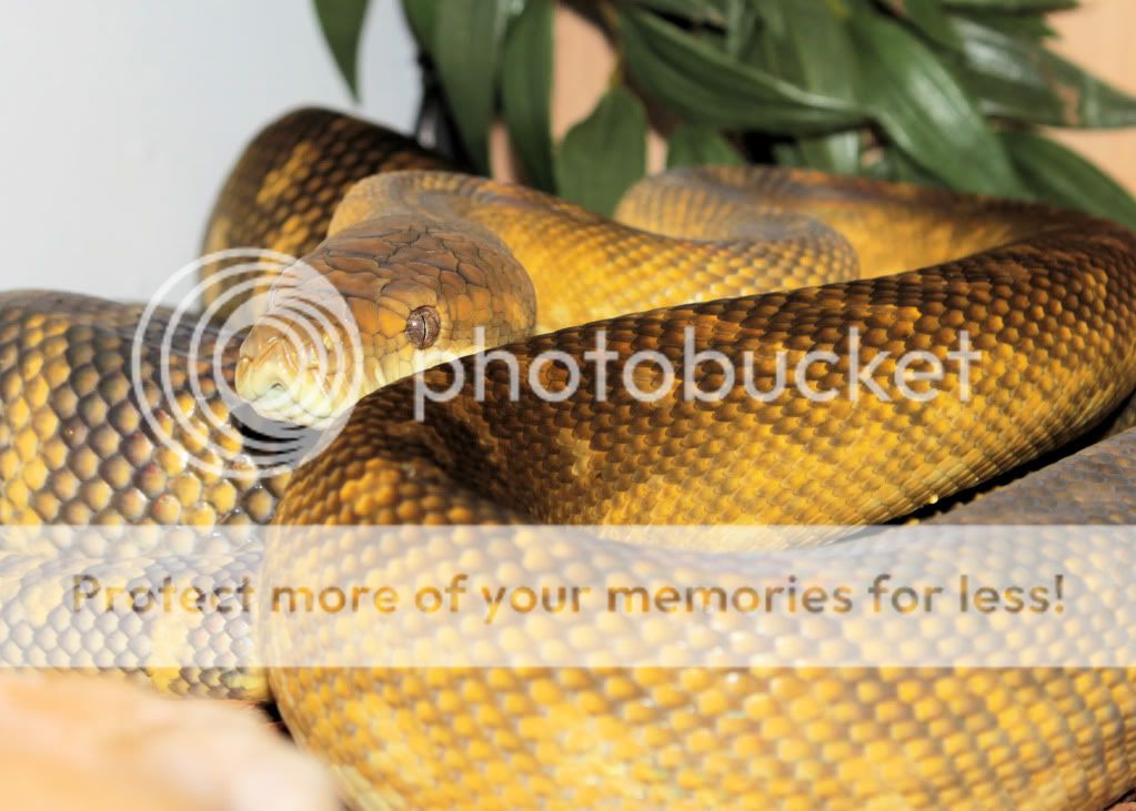 Moluccan Python | Reptile Forums